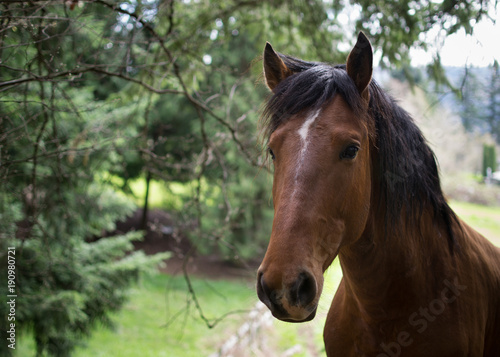 Curious horse