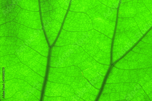 Close up view on green lotus leaf texture