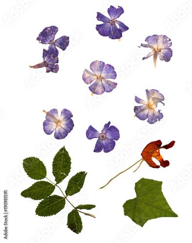 Pressed flowers phlox set perspective.