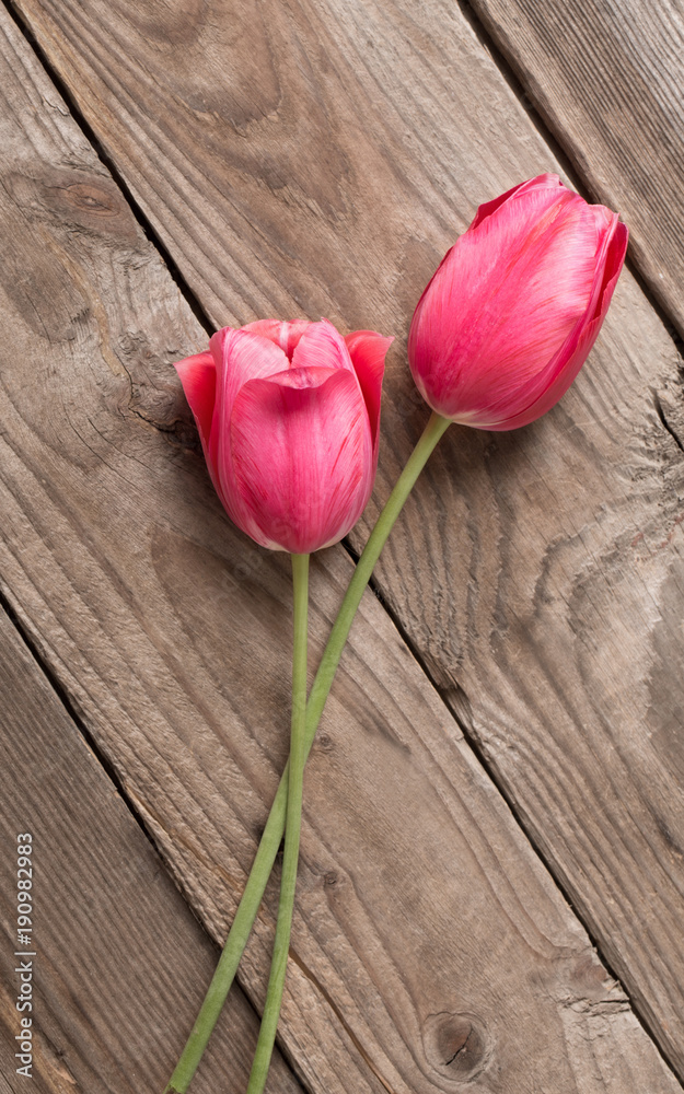 beautiful pink tulips on old wooden background