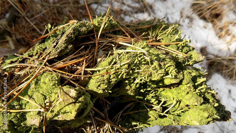 Beautiful forest nature background. Moss on the tree landscape Beautiful forest nature background. Moss on the tree landscape