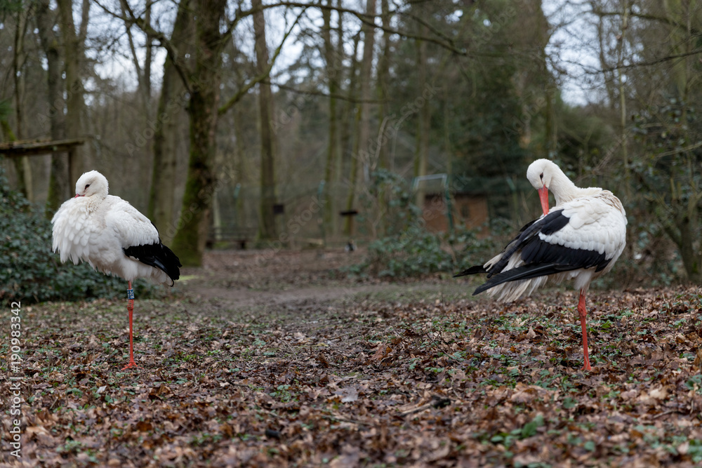 Obraz premium Zwei Störche