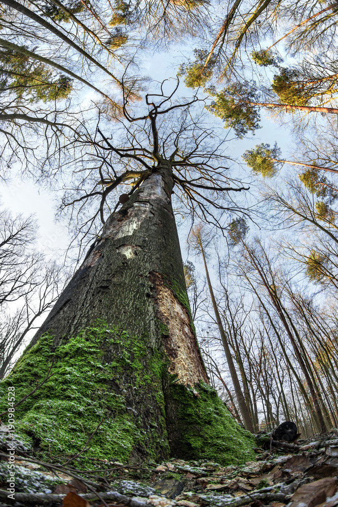 Fototapeta premium ein großer, toter Baum steht in einem Wald