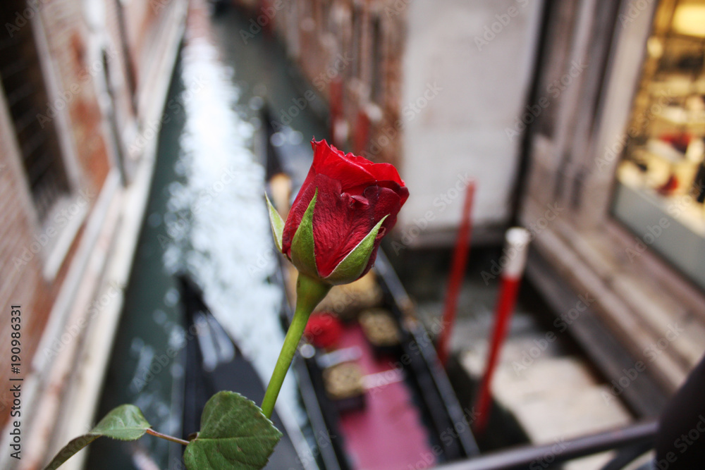 red rose in Venice Italy