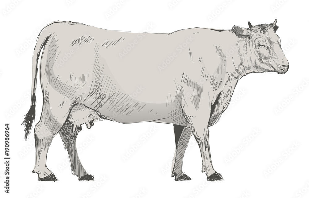 Illustration of cow isolated on background