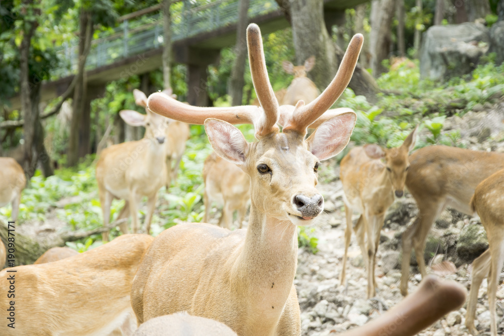 Deer In the zoo