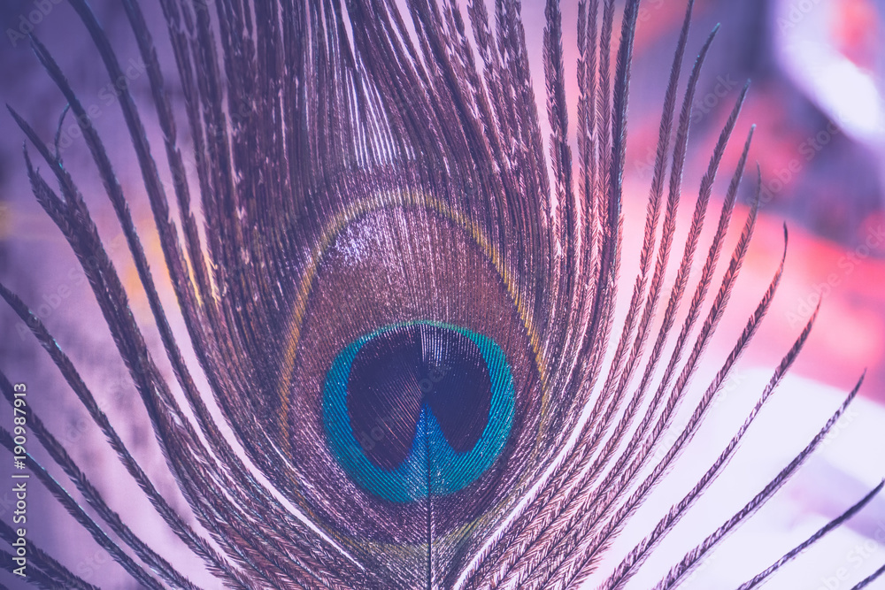 Obraz premium Peacock Feather Macro