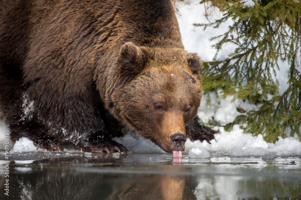 Wild brown bear near a forest lake Wild brown bear near a forest lake
