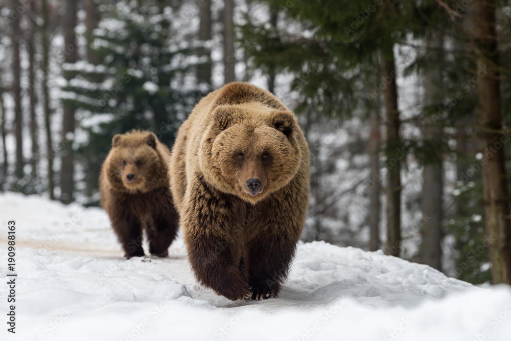 Obraz premium Niedźwiedź rodzinny w zimowym lesie