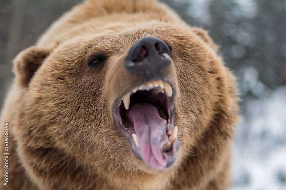 Obraz premium Niedźwiedź brunatny ryczy w lesie