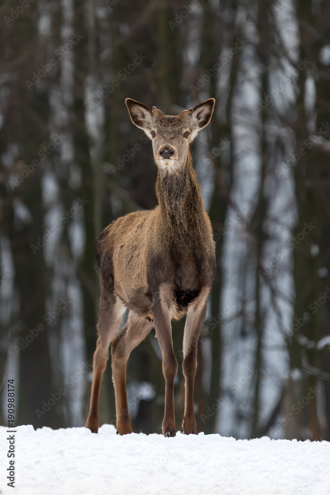 Deer in winter forest Deer in winter forest