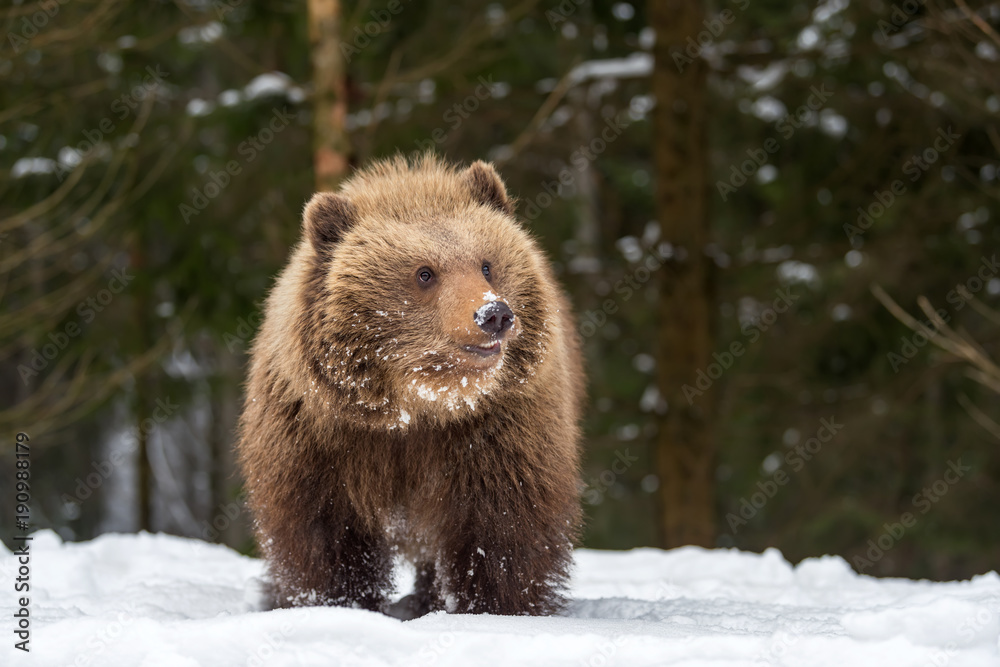 Obraz premium Wild brown bear cub closeup
