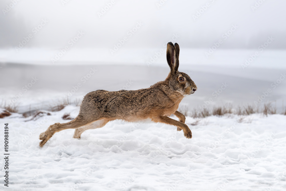 Fototapeta premium Hare running in the field