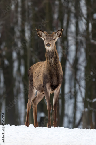 Deer in winter forest