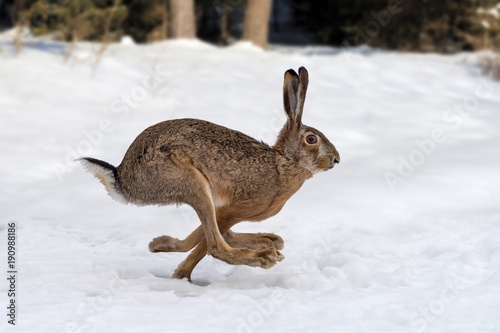 Hare running in the forest photo
