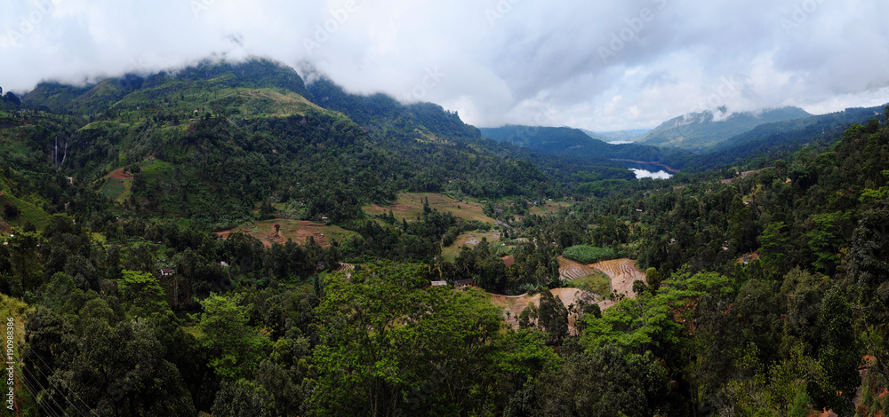 Tea plantations and forest in Sri Lanka. 