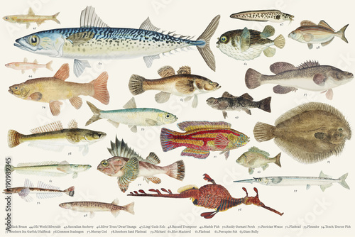 Colored illustration of fish drawing collection