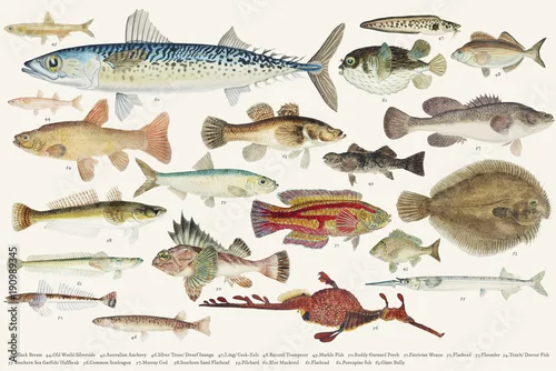 Panel kuchenny z motywem Colored illustration of fish drawing collection