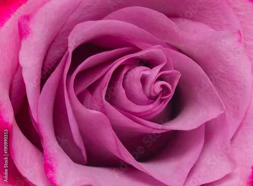 rose isolated on white