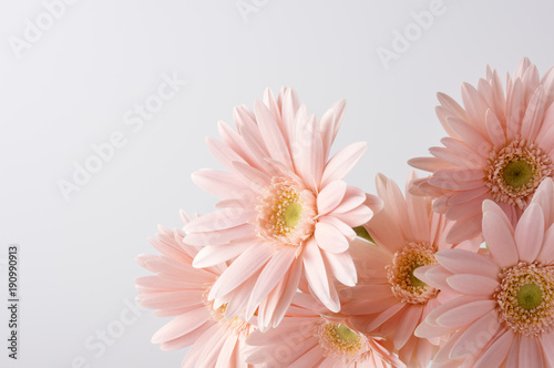 Fototapeta Naklejka Na Ścianę i Meble -  ピンク色のガーベラ
