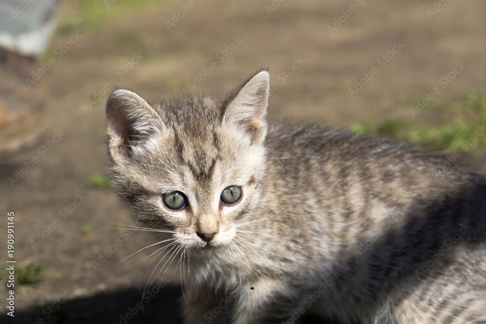 Obraz premium Tabby Kitten Play Outside