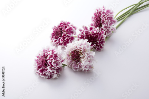 Fototapeta Naklejka Na Ścianę i Meble -  スカビオサ