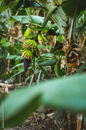 Plantation of banana fruits on the trakking route in a Paul valley on Santo Antao, Cape Verde