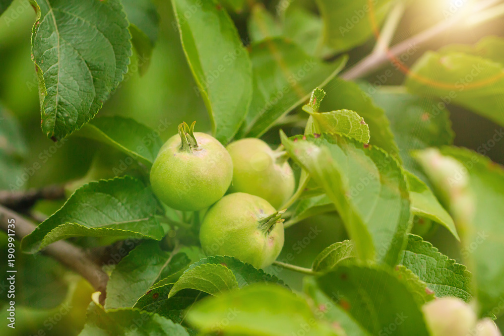 Green fruit apples
