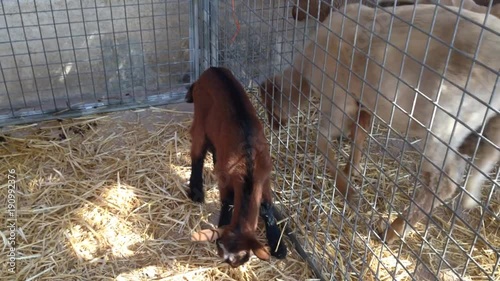 Goats in separate cages. Animal market photo