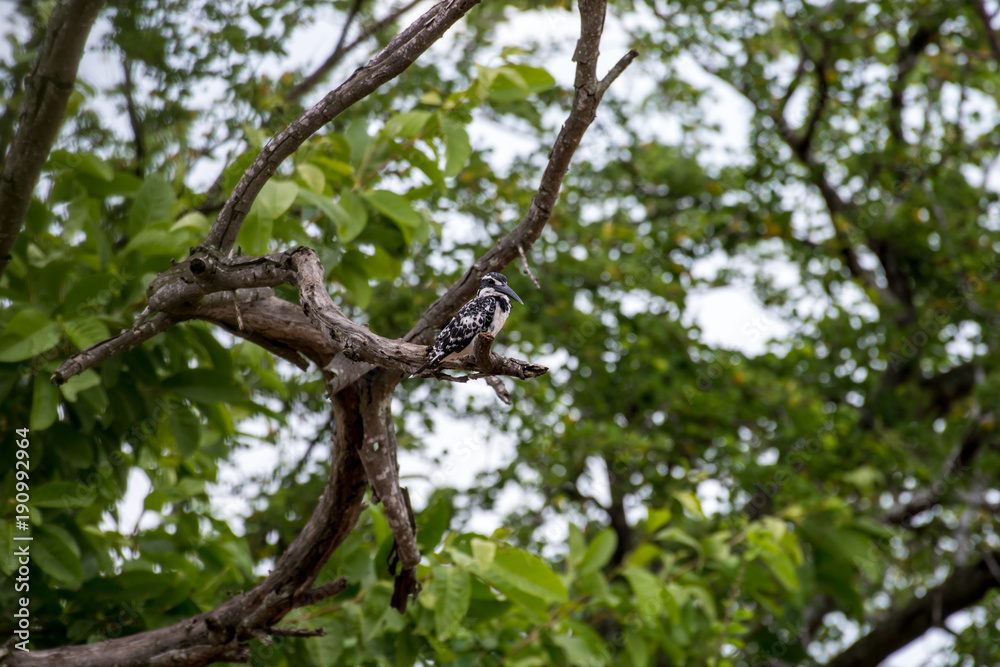 Pied kingfisher Pied kingfisher