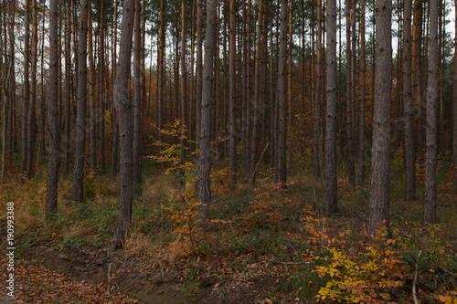Waldweg im herbst © creativix_