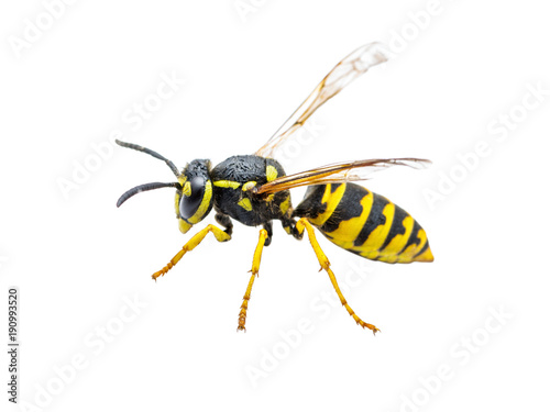 Yellow Jacket Wasp Insect Isolated on White © nechaevkon