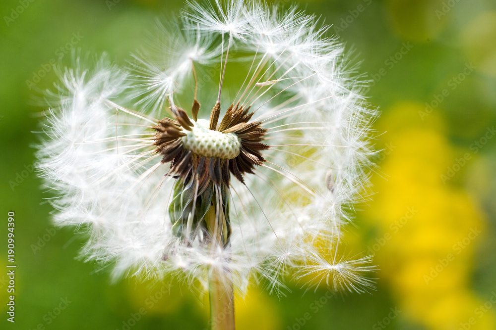 Fototapeta premium spring garden and meadow - springtime flowers: dandelion (Taraxacum officinale)