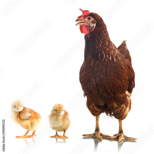 Brown chicken and two little chicken isolated on white background
