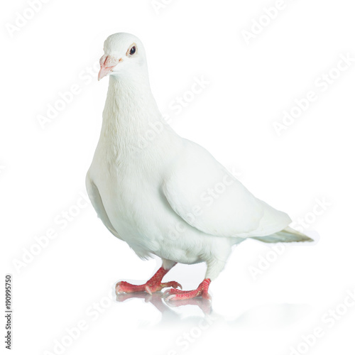 White dove isolated on white background