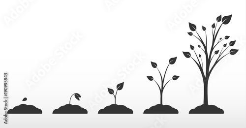 Phases growth tree. Phases plant growth.
