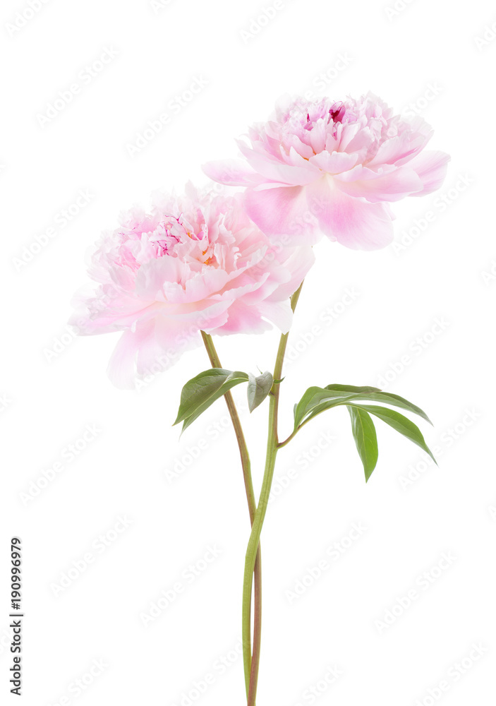 Two light pink peonies  isolated on white background.