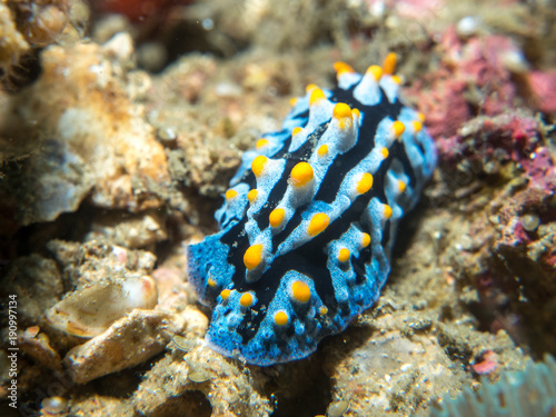 nudibranch on the coral