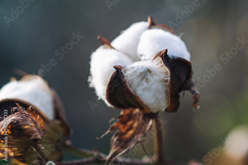 Blossoms of cotton plant