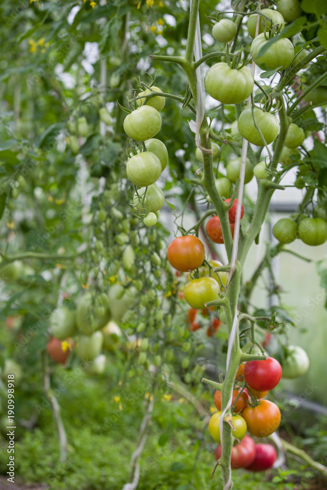 Harvest of fresh organic tomatoes in greenhouse on a sunny day. Picking Tomatoes. Vegetable Growing. Gardening concept