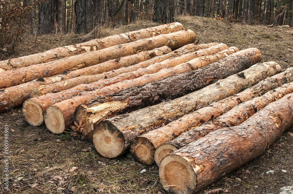Cut and stacked pine tree logs closeup in coniferous forest Cut and stacked pine tree logs closeup in coniferous forest