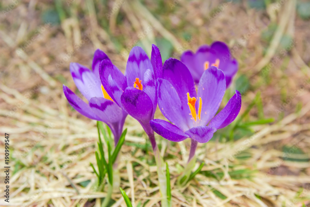 Purple crocuses among the withered grass at selective focus Purple crocuses among the withered grass at selective focus