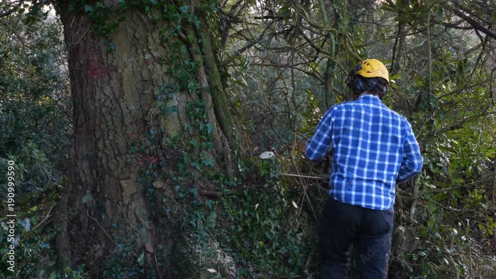 lumberjack worker clearing away vegetation before felling tree lumberjack worker clearing away vegetation before felling tree