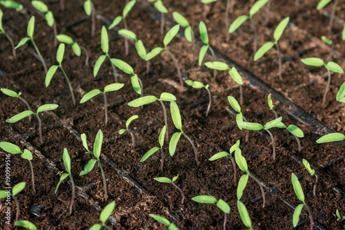 Shoots of young tomato plants in a greenhouse in a special composition from a mixture of soil and peat © bondar232