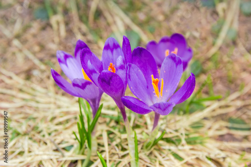 Purple crocuses among the withered grass at selective focus