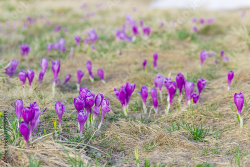 Purple crocuses on a mountain slope at selective focus