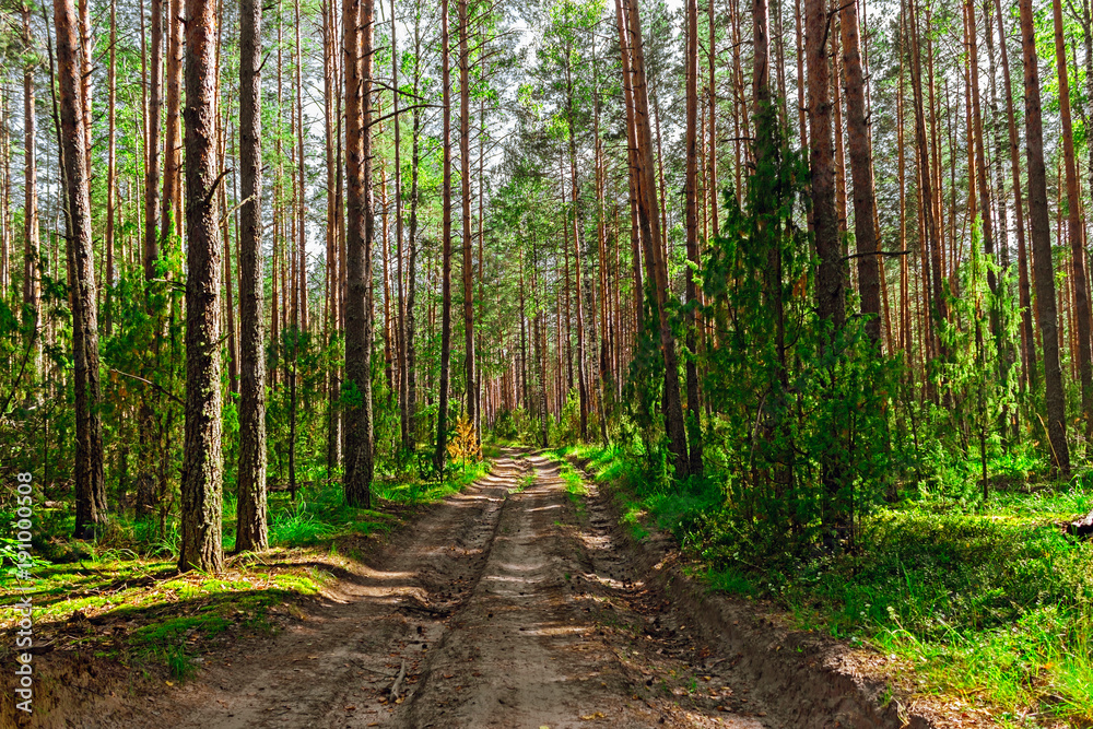 pine forest landscape pine forest landscape