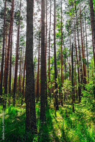 Fototapeta Naklejka Na Ścianę i Meble -  pine forest landscape