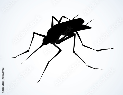 Mosquito. Vector drawing