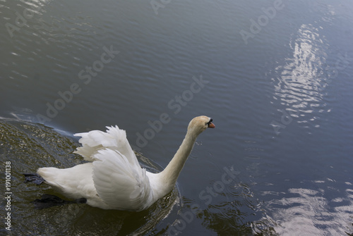 swan in the lake, in good weather photo